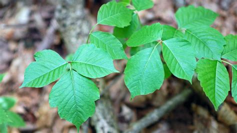 Does Poison Ivy Spread When You Scratch at Bobby Bean blog