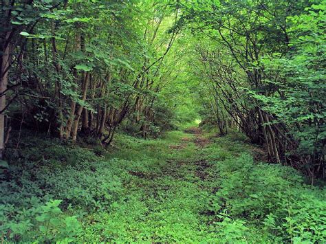Beach Green screen 的图像结果