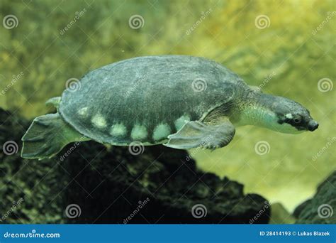Pig-nosed turtle stock image. Image of water, turtle - 28414193