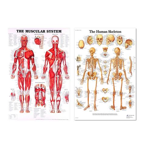 Buy Purplert Anatomical Chart The Muscular System,Human Anatomy ...