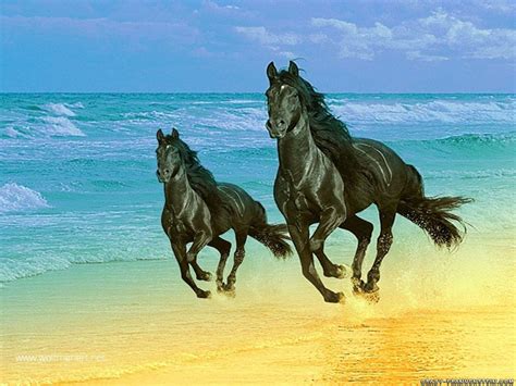 Free Horse Backgrounds - Wallpaper Cave