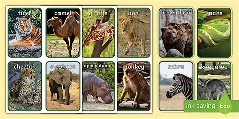 Land Animals Photo Flashcards