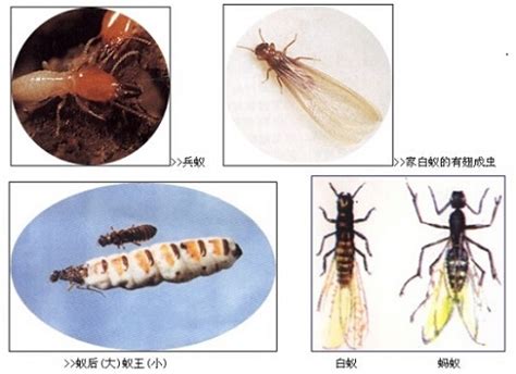 上海白蚁防治所专家介绍白蚁防治的具体措施-上海白蚁防治(所)中心