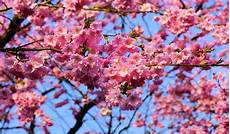 fior di ciliegio cherry blossom japanese 183 free photo on pixabay fior di ciliegio cherry blossom japanese 183 free photo on pixabay