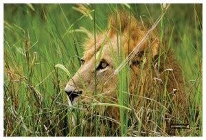 Animal Themed 131 Paper Print - Animals posters in India - Buy art ...