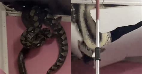 Viral Video Of 3 Giant Snakes Hiding In Malaysian