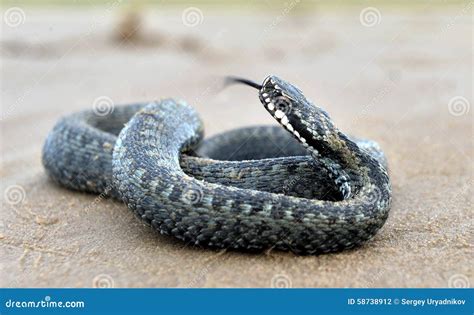 The Common European Adder or Common European Viper Stock Photo - Image ...