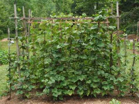 Simple trellis for green beans (beans forum at permies)