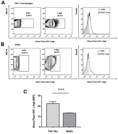Activation of α7 Nicotinic Acetylcholine Receptor Upregulates HLA-DR ...