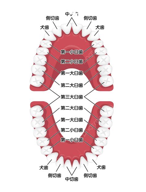 Image result for Tooth Diagram