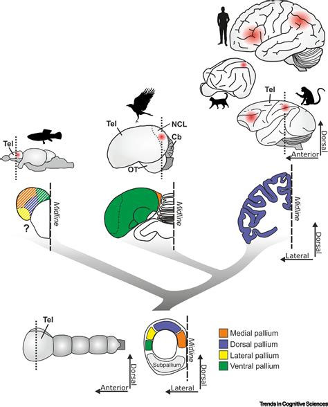 The Evolutionary History of Brains for Numbers: Trends in Cognitive ...