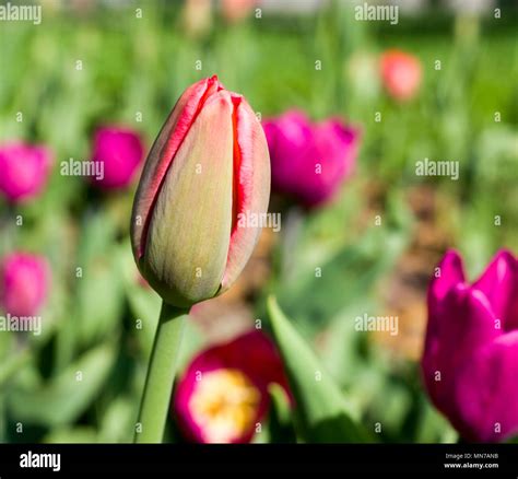 buds of red tulip in spring garden. nature, seasonal Stock Photo - Alamy