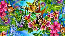 Colorful Butterfly Wallpaper by Colorful Butterfly Hd Wallpapers Real Artistic Colorful Butterfly Wallpaper
