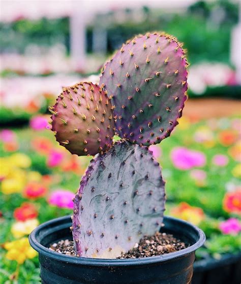 Opuntia Violacea V. Santa Rita (Prickly Pear) หรือ โอพันเทีย ซานต้า ...