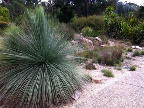 Xanthorrhoea Glauca Plant - Stunning Addition to Your Garden