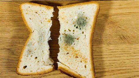 Discovering the Impact of Eating Moldy Bread — Eating Enlightenment