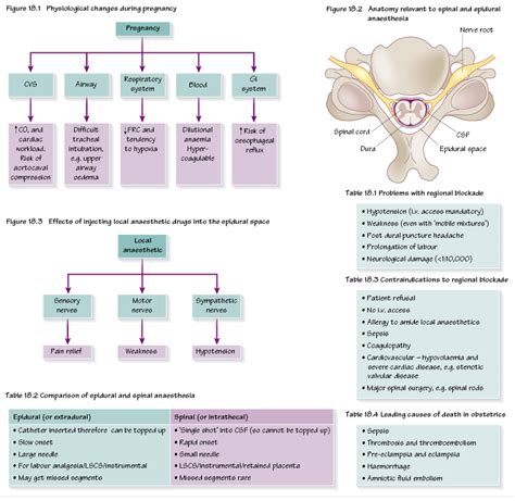 Anaesthesia in Early Pregnancy 的图像结果