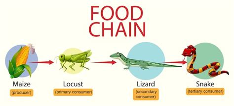 Science Food Chain 的图像结果