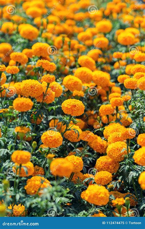 Orange Marigold Flower in Garden Stock Image - Image of floral, botany ...