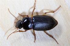 ungeziefer im holz harpalus griseus kleiner acker schnelll 228 ufer k 228 fer auf ungeziefer im holz harpalus griseus kleiner acker schnelll 228 ufer k 228 fer auf