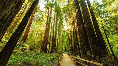 Redwood National Park Wallpapers - Wallpaper Cave