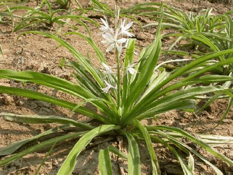 State Medicinal Plant Board