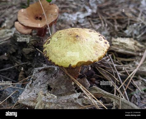 Chicken Fat Mushroom (Suillus americanus Stock Photo - Alamy