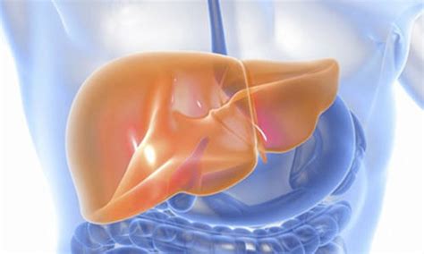 肝脏储存许多重要物质，身体出现5种情况后要清肝了_脂肪