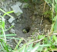 Image result for Underground Rabbit Nest