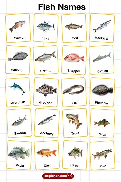 Fish Names in English with their Pictures