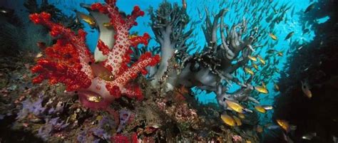 海洋 的图像结果