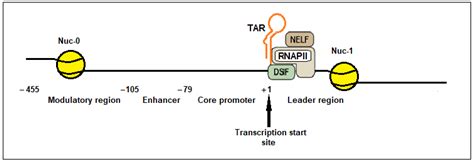 Block-and-Lock Approaches for HIV Cure: Mechanistic Insights ...