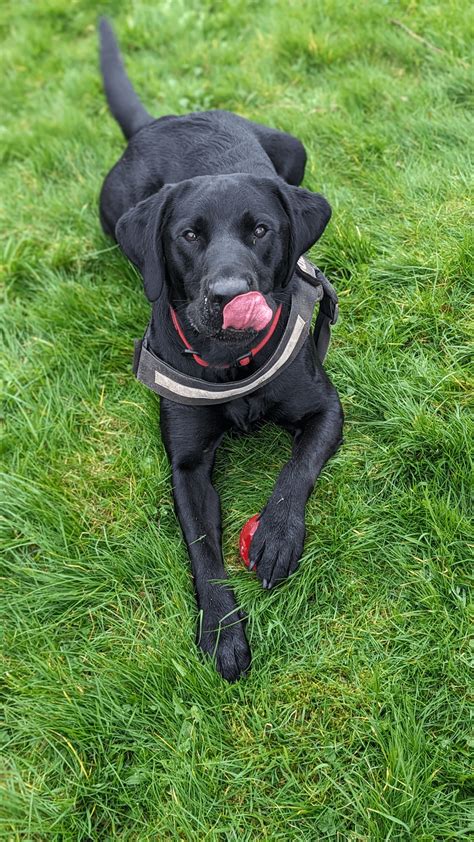 No take. Only throw : r/labrador
