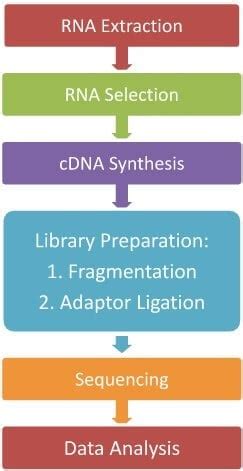 RNA Sequencing Method 的图像结果