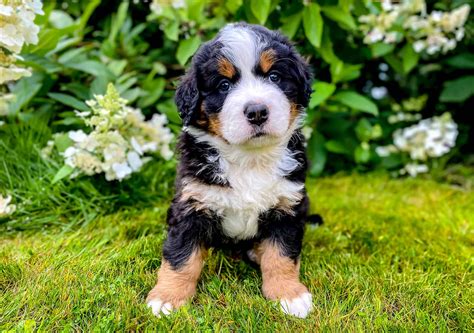 Bernese Mountain Dog Progression: Growth Chart, Milestones, and Training Tips - A-Z Animals