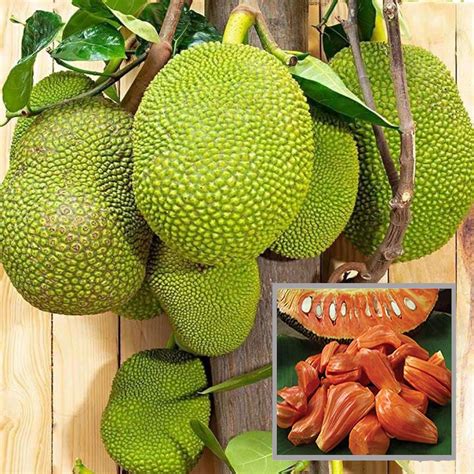 HAPING Red Sindoor Siddu Jackfruit Panasa Varikka Katahal Chakka ...