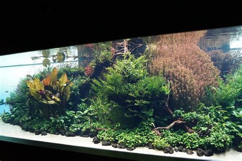 Absolutely stunning Aquascapes - Reviews, Photos - Takashi Amano ...
