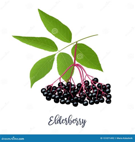 Black Elderberry with Twig, Berries, Leaves. Sambucus. Black Elder ...