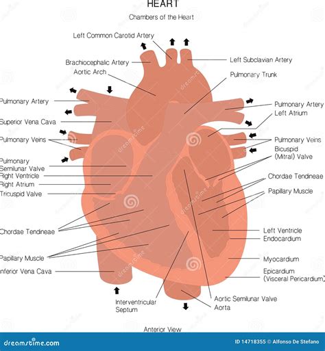 Toy Heart Anatomy at Justin Bee blog