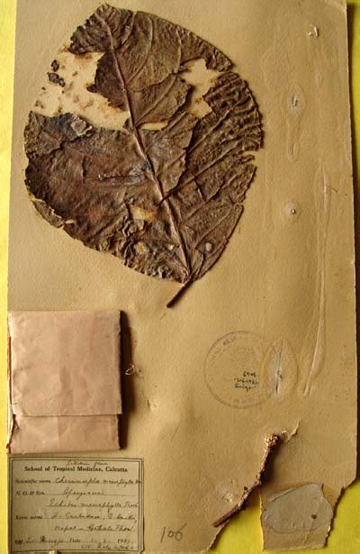 chonemorpha_macrophylla
