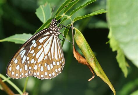 Tirumala limniace exoticus | Butterfly
