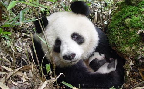 野生大熊猫妈妈和幼崽（特别篇）强烈推荐，野外工作者详细追踪讲解_哔哩哔哩_bilibili