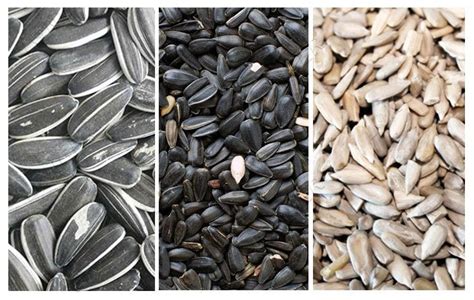 Image result for How Do They Shell Sunflower Seeds