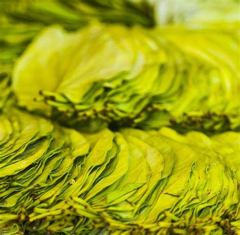 24 Medicinal Benefits of Betel Leaf : Uses, Risks & side effects