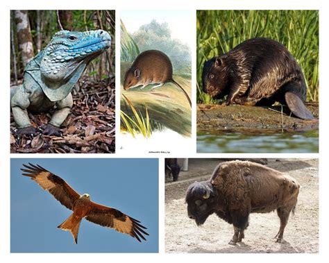 Image result for 5 Extinct Animals