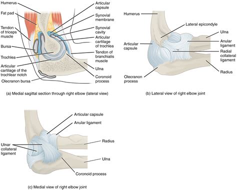 Anatomy of Selected Synovial Joints · Anatomy and Physiology