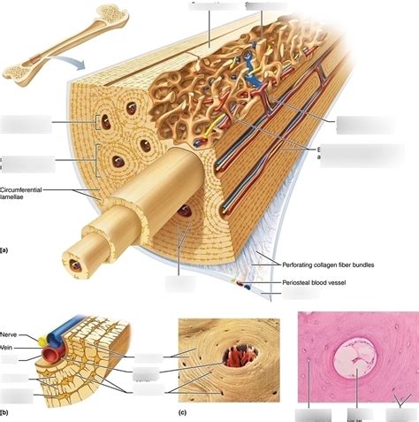 Image result for Compact Disc Microscopic View