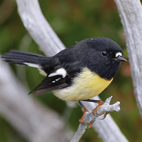 Tomtit / Petroica macrocephala - MyNativeForest