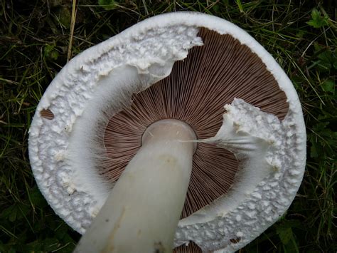 Horse Mushroom (Agaricus arvensis): Identification, Look-Alikes, Pet ...