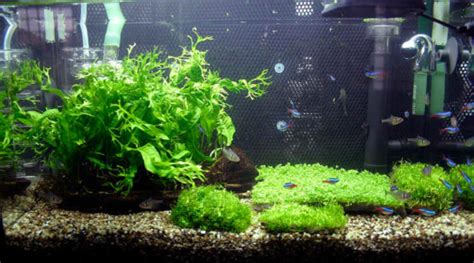 Image result for Growing Java Fern in a Bucket